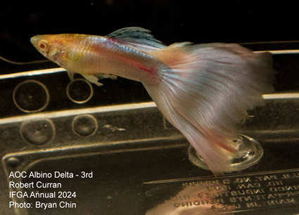 Guppy male AOC Albino